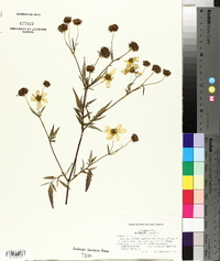 Bidens aristosa image