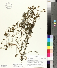 Bidens aristosa image