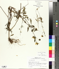 Bidens aristosa image