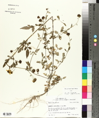 Bidens aristosa image