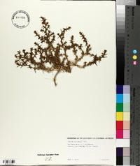 Salsola paulsenii image