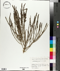 Image of Salsola genistoides