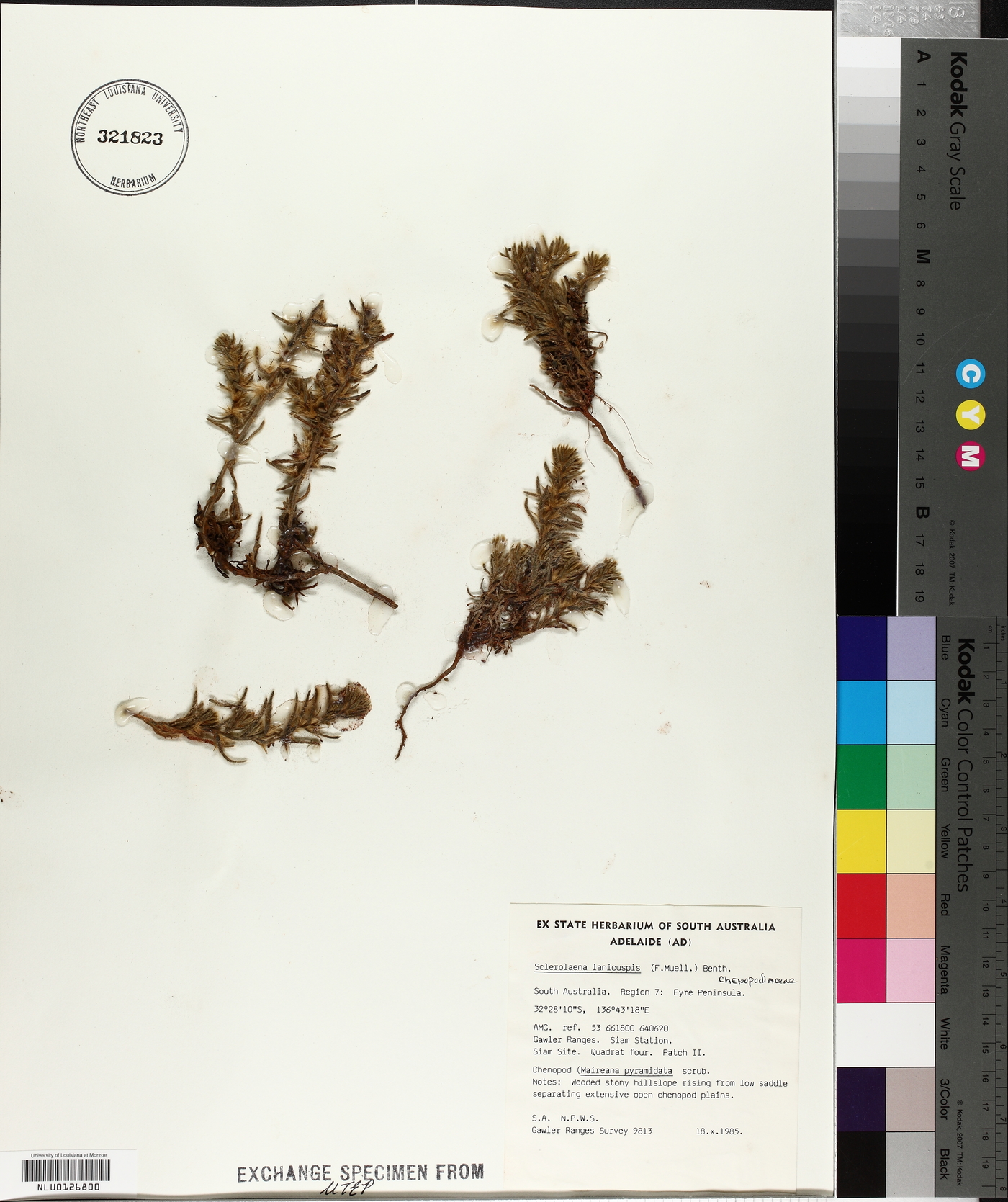 Sclerolaena lanicuspis image