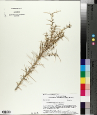 Sarcobatus vermiculatus image