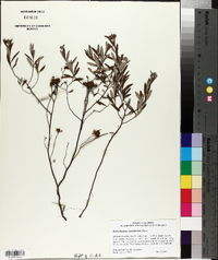 Helianthemum corymbosum image