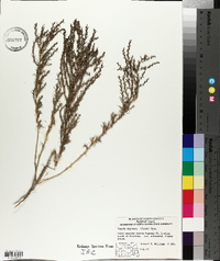 Suaeda calceoliformis image