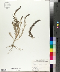 Suaeda calceoliformis image