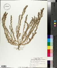 Suaeda calceoliformis image