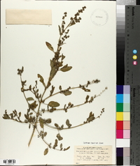 Chenopodium betaceum image