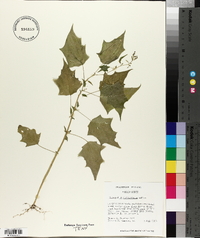 Chenopodium standleyanum image