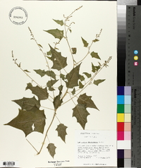 Chenopodium standleyanum image