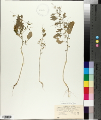 Chenopodium standleyanum image