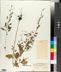 Chenopodium standleyanum image