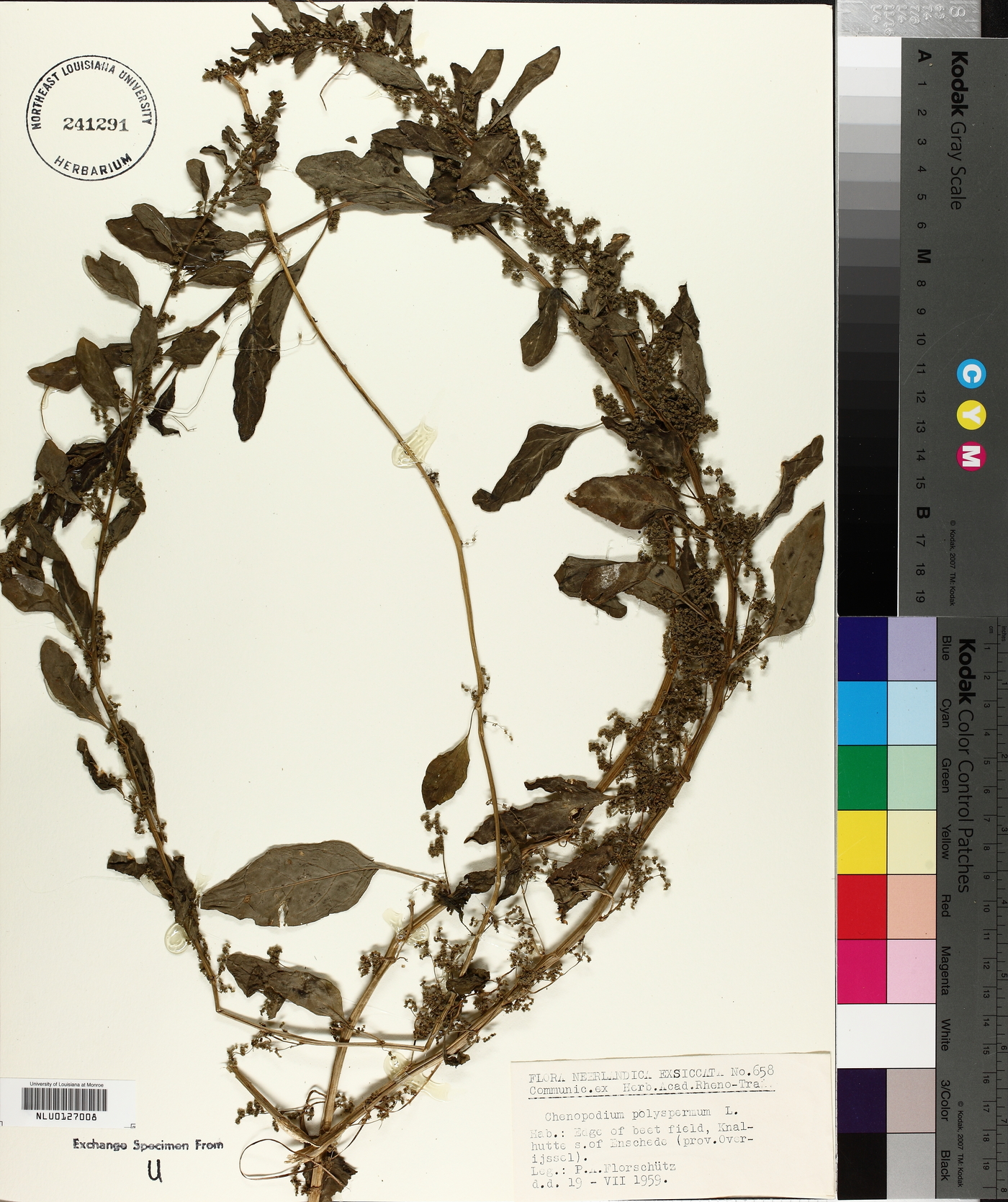 Chenopodium polyspermum image