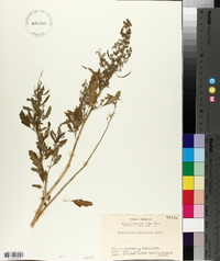 Chenopodium ficifolium image