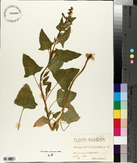 Chenopodium bonus-henricus image