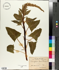 Chenopodium bonus-henricus image