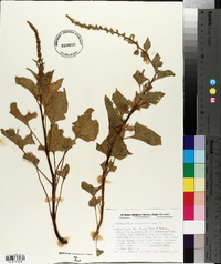 Chenopodium bonus-henricus image