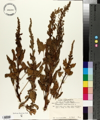 Chenopodium bonus-henricus image