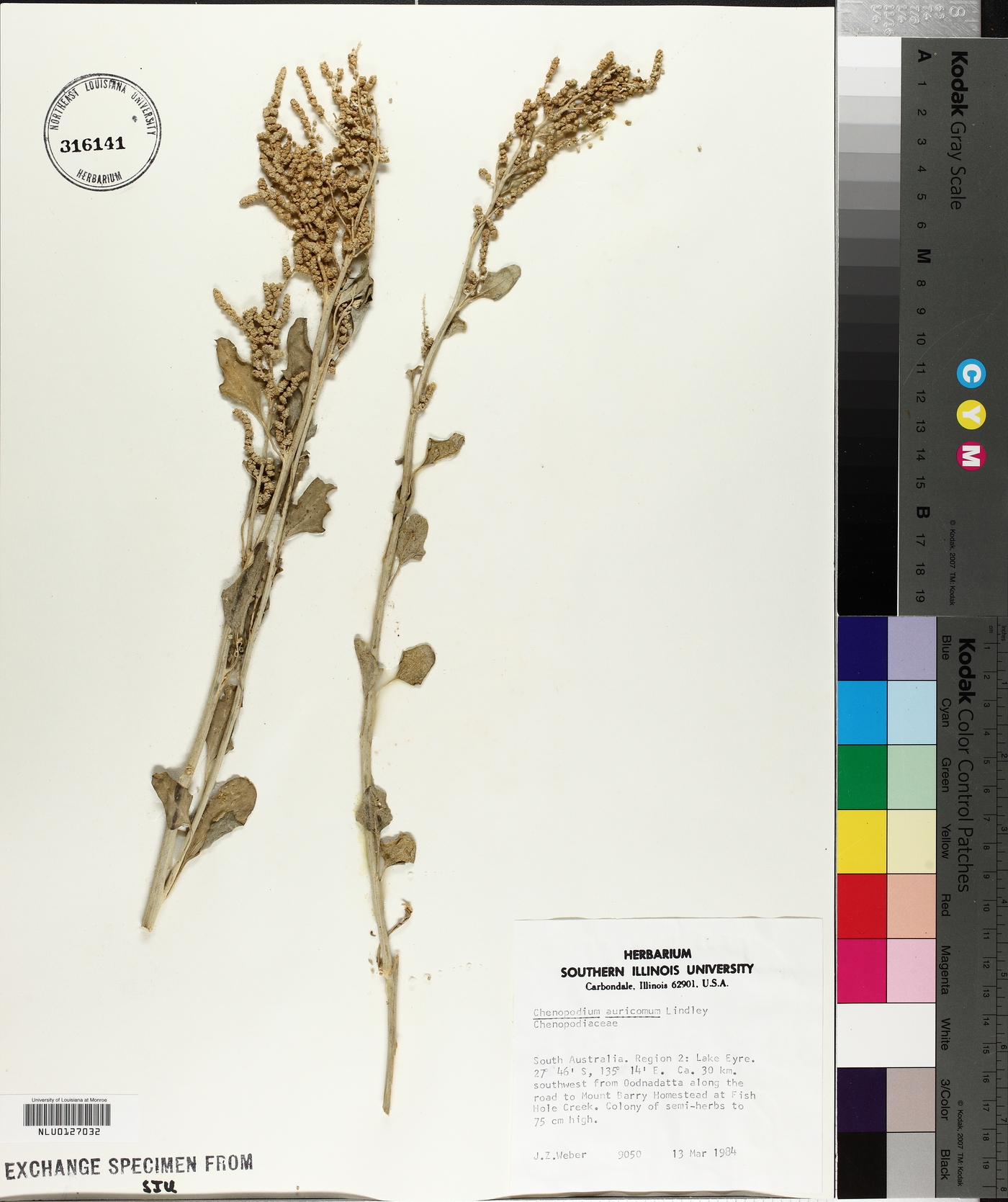 Chenopodium auricomum image