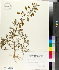 Chenopodium album subsp. album image