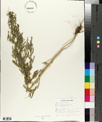 Chenopodium album subsp. album image