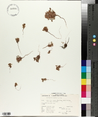 Chorizanthe rigida image