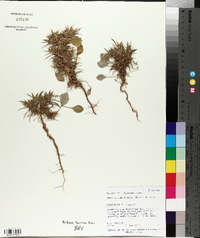 Chorizanthe rigida image