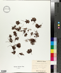 Chorizanthe pungens image