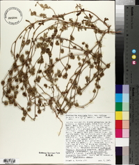 Chorizanthe cuspidata image