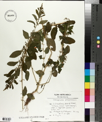 Chenopodium polyspermum image