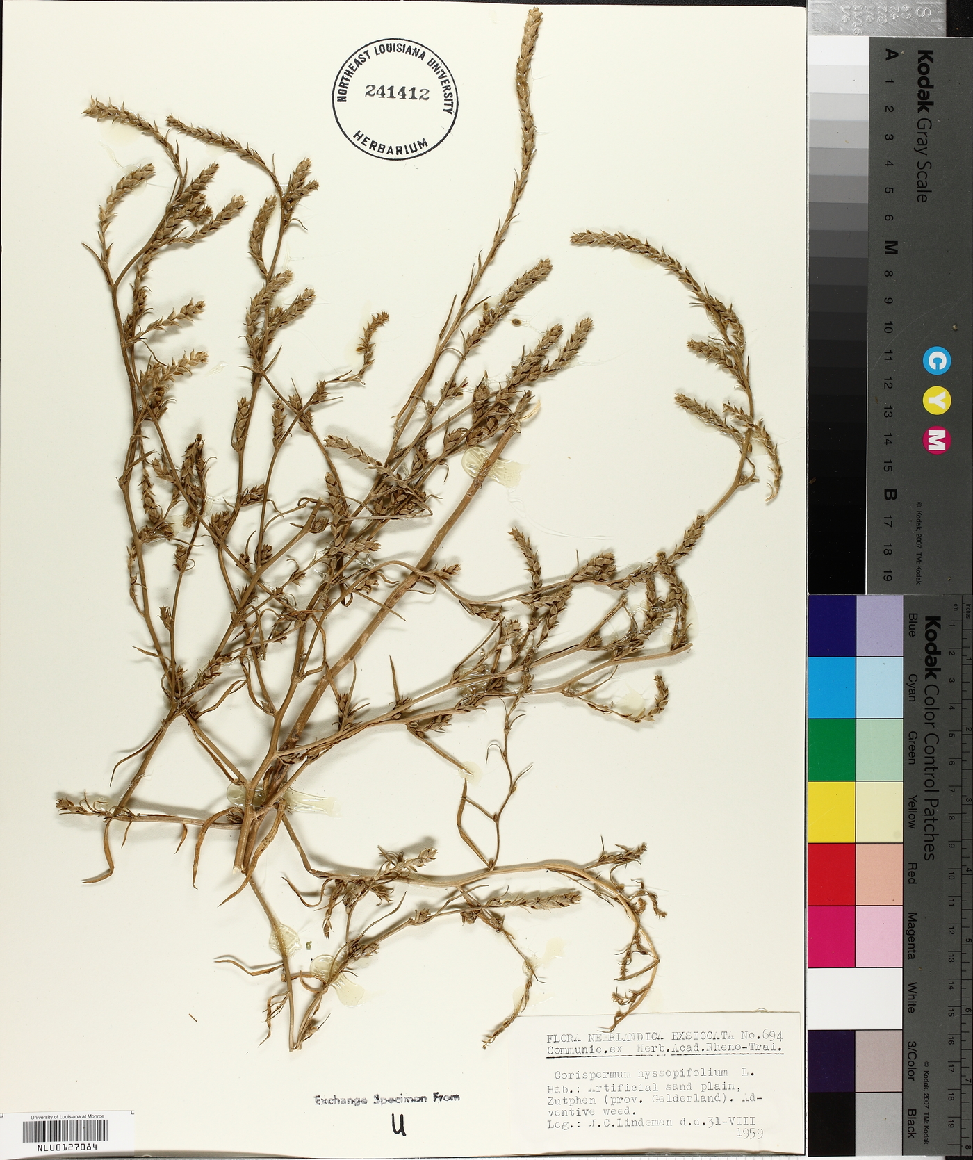 Corispermum hyssopifolium image