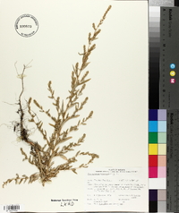 Corispermum hyssopifolium image