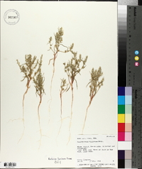 Corispermum villosum image