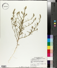 Corispermum hyssopifolium image