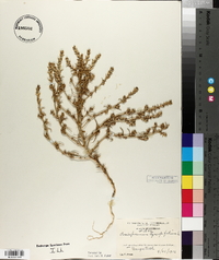 Corispermum hyssopifolium image