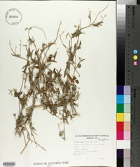 Einadia nutans image