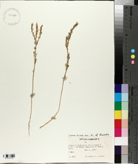 Dondia occidentalis image