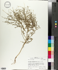 Cycloloma atriplicifolium image