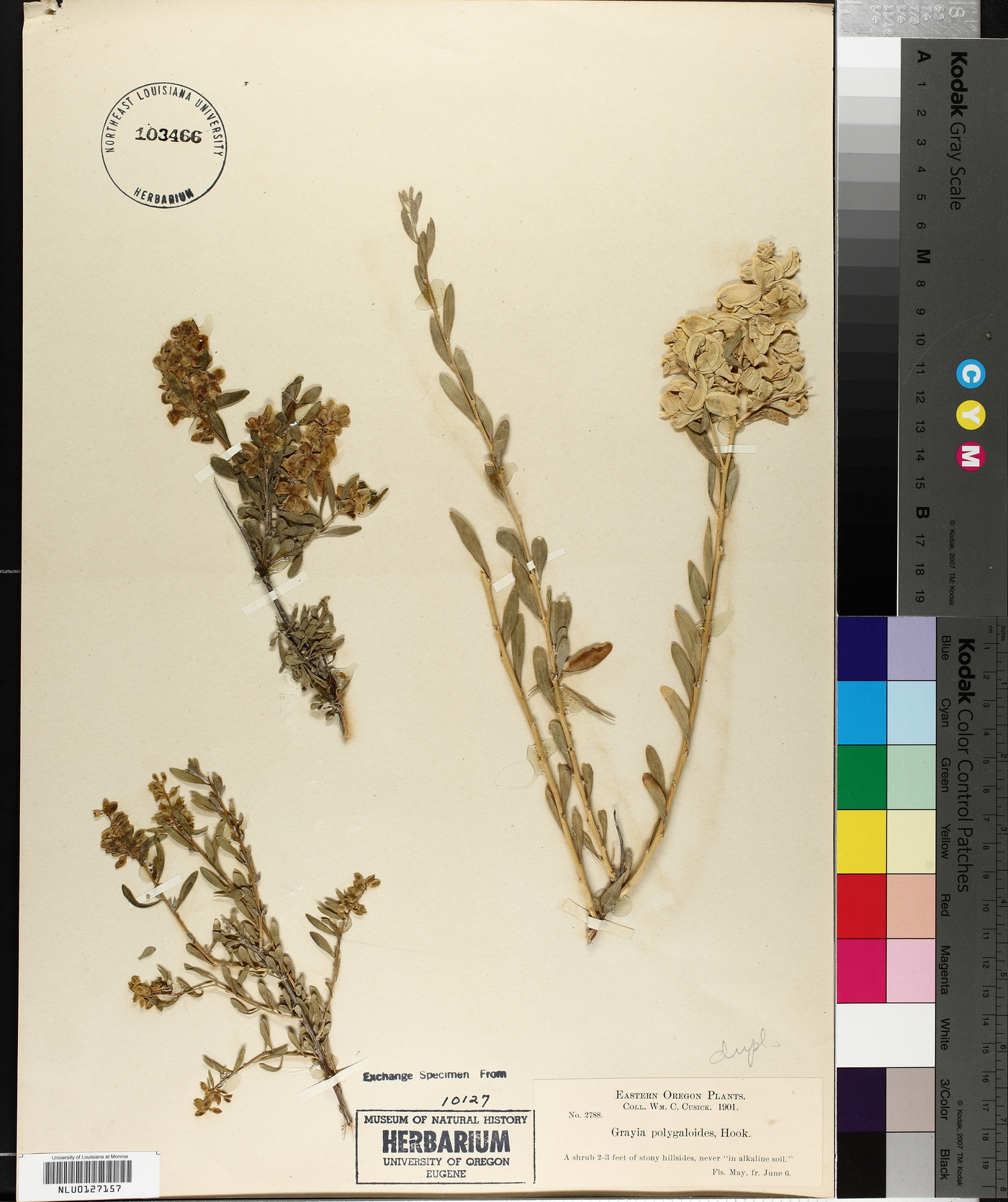 Grayia polygaloides image