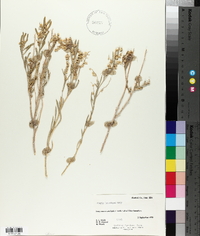 Grayia brandegei image