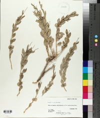 Grayia brandegei image