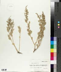 Grayia brandegei image