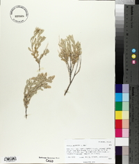 Grayia brandegei image