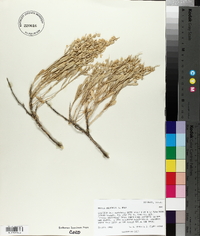 Grayia brandegei image