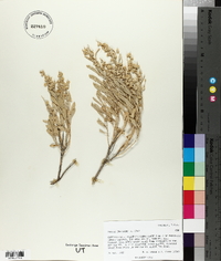 Grayia brandegei image