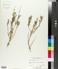 Grayia brandegei image