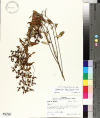 Hypericum lobocarpum image