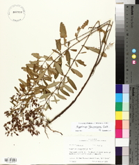 Hypericum lobocarpum image