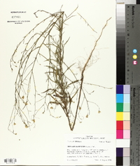 Croptilon divaricatum image